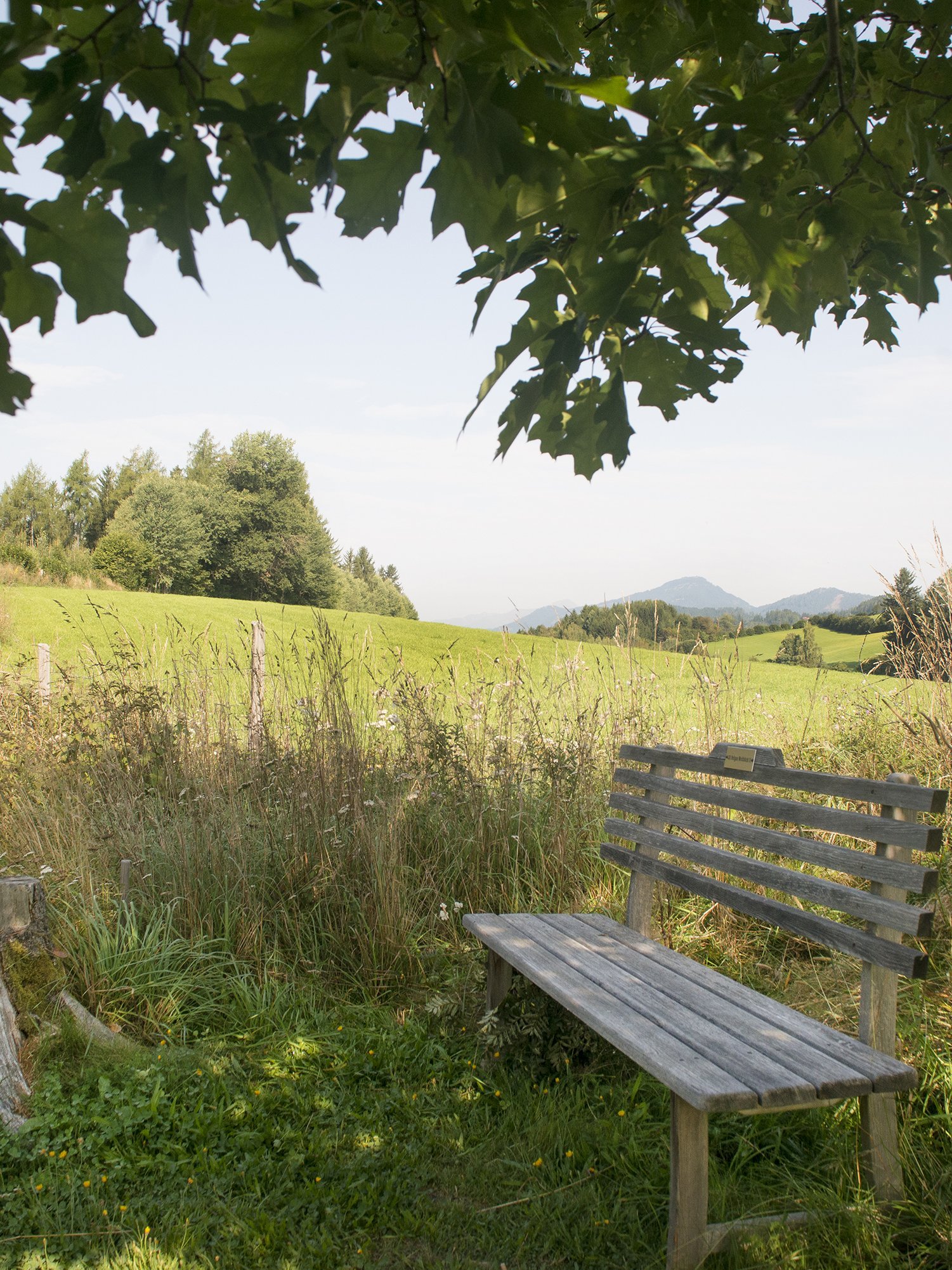 Ruhiger Ausblick auf die Natur Holzbank im Grünen, umgeben von Bäumen und sanften Hügeln im Hintergrund, entspannende Landschaft.