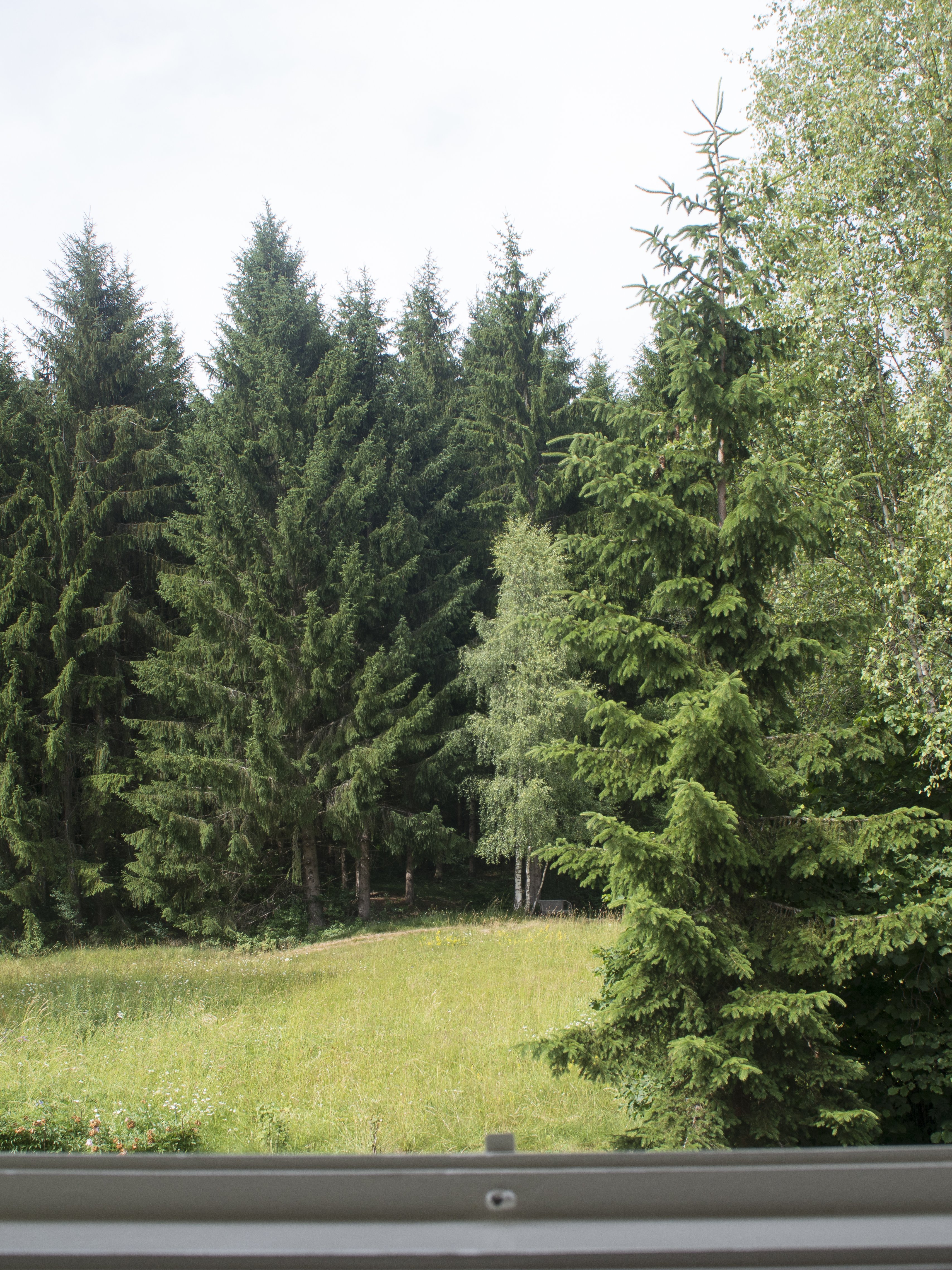 Natur pur am Fenster Aussicht aus einem offenen Fenster auf einen üppigen Wald mit Bäumen und einer Wiese.