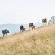 Kühe auf der Alm